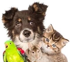tierheim ternitz neue offnungszeiten hundeatlas com