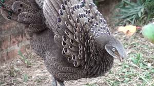 The peacock is designated as the national bird of india and the provincial bird of punjab. Grey Peacock Pheasants Youtube