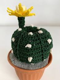 Le piante grasse fiorite da coltivare, appartenenti al genere di rebutia oppure le numerose specie dette coriphantha dai fiori colorati, giallo e arancione. 20 Idee Su Piante Grasse All Uncinetto Uncinetto Piante Grasse Cactus All Uncinetto