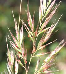 Image result for Rytidosperma davyi
