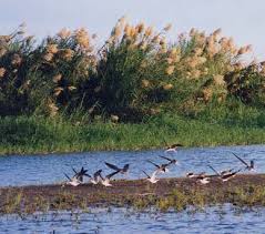 Image result for Anisotes bracteatus