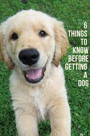6 Tips To Know Before Getting A Dog Retriever Puppy Golden Retriever Golden Retriever Puppy