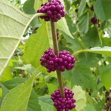 (some varieties have white berries instead.) American Beautyberry Callicarpa Americana Growing Wild Nursery
