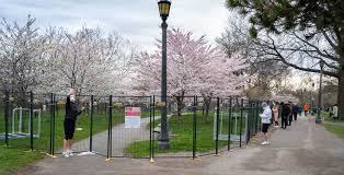 Why are there no tickets being issued? Trinity Bellwoods Cherry Blossoms Get Sturdier Fences After Originals Were Torn Down News