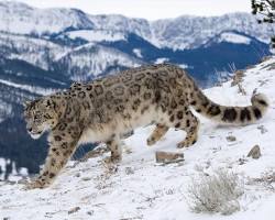 Image of Snow Leopard in the Nanda Devi Biosphere Reserve