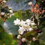 Image result for Pseudocalyx saccatus