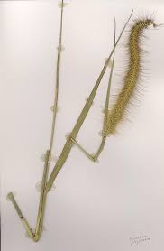 Image result for Cenchrus polystachios