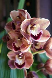 Orchids Beautiful Orchids Orchid Varieties Blooming Flowers