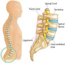 Superior means 'higher', inferior means 'lower'. Spine Basics Orthoinfo Aaos