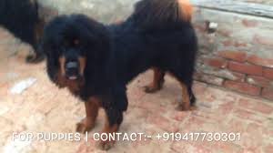 Tibetan Mastiff Male And Female Dogs 919417730301 Tibetan Mastiff Pairs In Punjab India