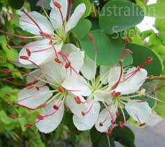 Image result for Bauhinia bowkeri