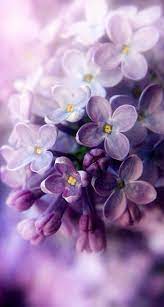 Purple Lilacs Close Up Lilac Blossom Beautiful Flowers Lilac Flowers