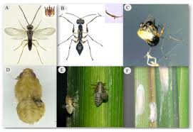 Image result for Gonatopus