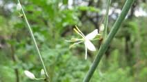 Image result for Chlorophytum krookianum