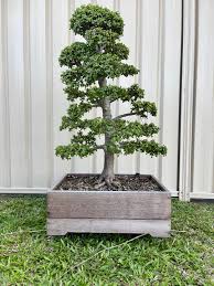 Image result for Grona afra