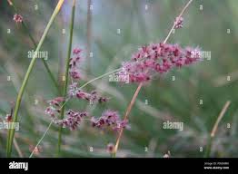 Image result for Melinis repens