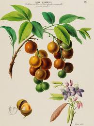 Image result for Melicoccus