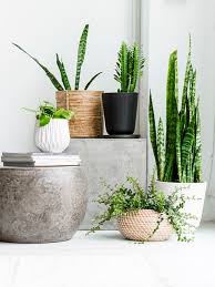 In Love With Indie Home Collective Styling Plant Pot Design Plants Indoor Plants