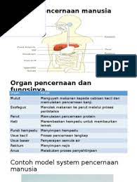 Fungsi cairan empedu yang paling terkenal ialah membantu pencernaan lemak dalam tubuh. Sistem Pencernaan Manusia
