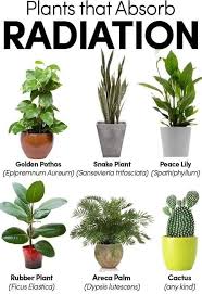 Using potted plants outdoors 02:16 outdoors, potted plants define s. Trivia To All Plant Lovers Healthy At Home Ph Facebook