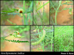 Image result for Aeschynomene indica