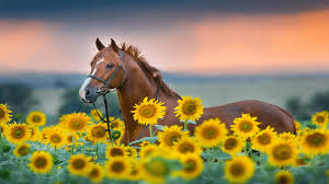 Enjoy and share your favorite beautiful hd wallpapers and background images. Get Sunflowers Premium Microsoft Store