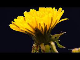 Growing Dandelion Flower Timelapse Youtube Dandelion Flower Dandelion Flowers