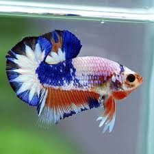 35 Different Types Of Betta Fish With Beautiful Pictures Betta Fish Types Betta Fish Betta