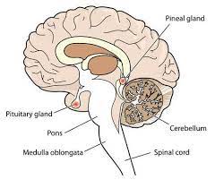 Pin On Pituitary Gland