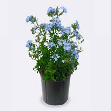 Image result for Plumbago ituriensis