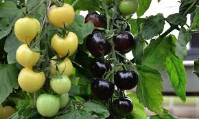 I have 3 large tomato plants (beefsteak & cherokee purple) in the east side of the house. Horticulturalists Create Black And White Tomato Plant Daily Mail Online