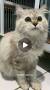 Video for Nuansa Kucing Jual Kucing Persia