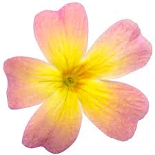 Image result for Jamesbrittenia