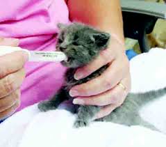 The persian kittens for sale in our cattery have been given healthcare and lots of love so they are prepared to make an easy transition into their new home. Kitten Season Comes To Ohio People S Defender