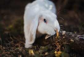 Check spelling or type a new query. The 215 Best Cute Cool Rabbit Name Ideas In 2021 We Re All About Pets