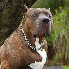 Image result for why pitbull heavy chain