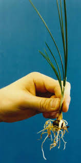 As in my bulb plantation the bulbs come from the famous region of saffron in spain ( aoc of mancha), europe and from the mediterranean region. Crocus Sativus Wikipedia