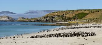 En islas malvinas no se aplica ningún derecho de autodeterminación para los kelpers : 20 Reasons To Travel The Falklands Islas Malvinas