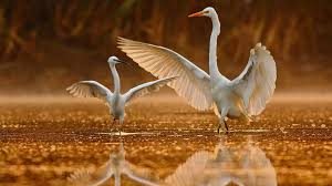 You will want to make sure that you cover all of. Windows Spotlight Images Nature Images Animals Great Egret
