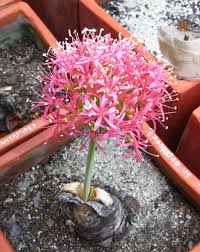 Image result for Boophone