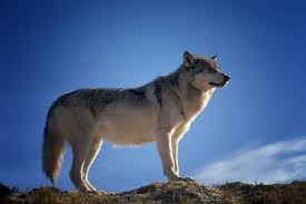 With this delivery model, we pair a team of our security operations experts directly with your it or security staff. Free Wolf Pictures Free Stock Photos Download 54 Free Stock Photos For Commercial Use Format Hd High Resolution Jpg Images