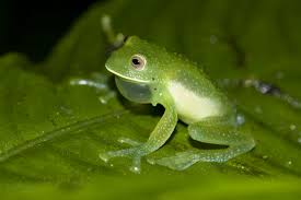 Image result for glass frog