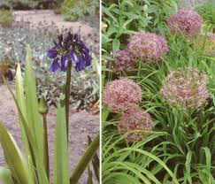 Image result for Alliaceae