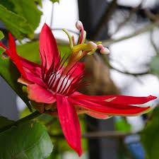 Image result for Passiflora vitifolia
