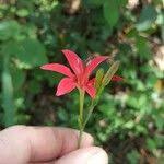 Image result for Freesia grandiflora