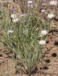 Image result for Erianthemum taborense