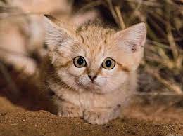 Mengenal Kucing Gurun yang Lucu - satwa.foresteract.com