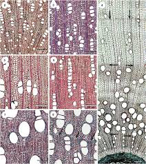 Image result for Pleioceras gilletii