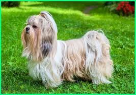 Anjing siberian husky yang keren. 10 Jenis Anjing Kecil Yang Lucu Imut Banget Dunia Fauna Hewan Binatang Tumbuhan Dog Names Shih Tzu Dog Shih Tzu