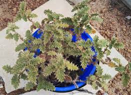 Image result for Hypertelis cerviana